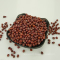 Petits haricots rouges de haute qualité (haricot azuki / adzuki)